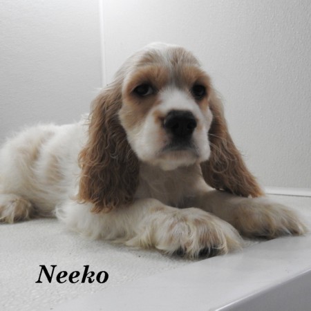 puppy, for, sale, Cocker Spaniel, Joe & Cherri  Overlease, dog, breeder, Miller, MO, dog-breeder, puppy-for-sale, forsale, nearby, find, puppyfind, locator, puppylocator, aca